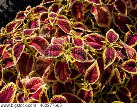 Flame Nettle Or Painted Nettle (coleus X Blumei) 'wizard Scarlet' With Burgundy-red Foliage With Thi