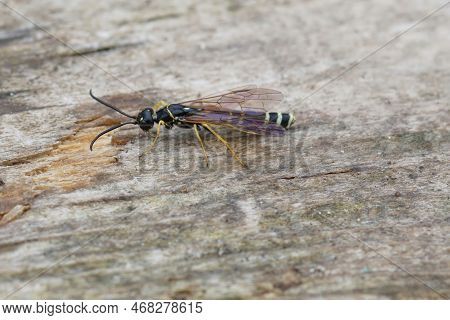 Detailed Closeup On One Of The Larger Cephid Wasps, Phylloecus Xanthostoma, Sitting On A Piece Of Wo