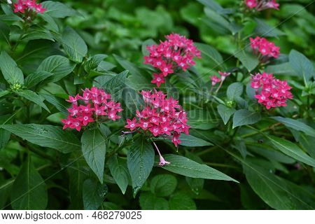 Pentas Lanceolata ( Egyptian Starcluster ) Flowers. Rubiaceae Evergreen Shrub Native To Tropical Afr