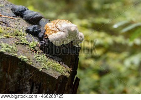 Fomitopsis Pinicola - Pine Tinder, Bordered Tinder On A Stump