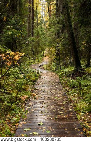 Wooden Decking On The Eco-trail Komarovsky Coast. St. Petersburg, Russia