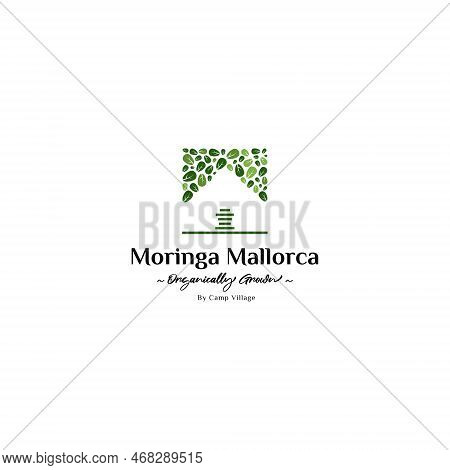 Moringa Leaf Logo Design Inspiration. Moringa Plantation Logo.