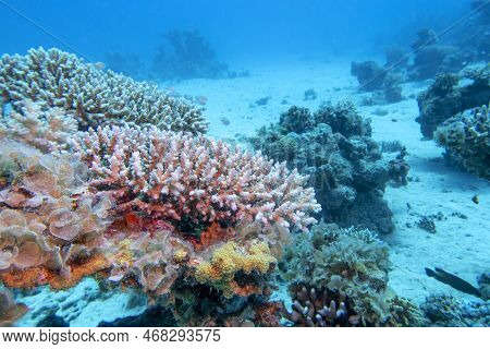 Colorful, Picturesque Coral Reef At Bottom Of Tropical Sea, Hard Corals, Underwater Landscape