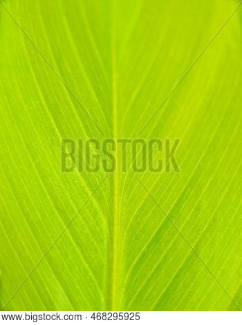 Abstract Green Background Closeup Banana Leaf
Banana Leaf,