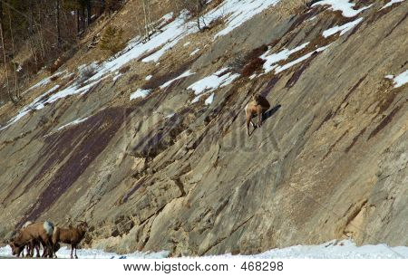 Jasper 078