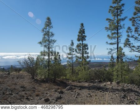 Volcanic Landscape And Lush Green Pine Tree Forest At Hiking Trail To Paisaje Lunar Volcanic Rock Fo