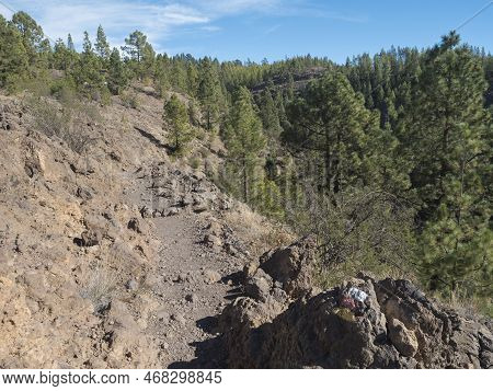 Foopath At Volcanic Landscape And Lush Green Pine Tree Forest, Marked Hiking Trail To Paisaje Lunar 
