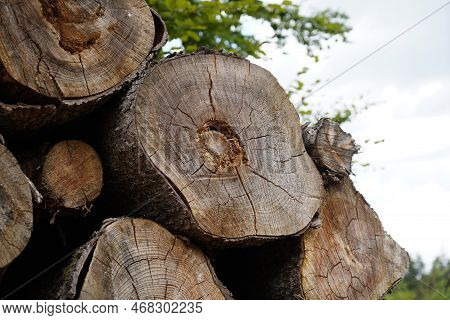 Forest Dieback Due To Climate Change, Drought And Storms And Deforestation As A Raw Material