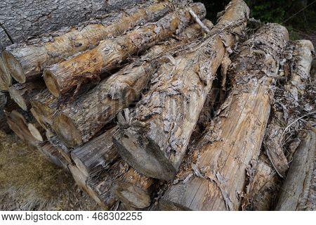 Forest Dieback Due To Climate Change, Drought And Storms And Deforestation As A Raw Material