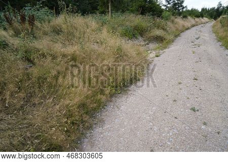 Forest Dieback Due To Climate Change, Drought And Storms And Deforestation As A Raw Material