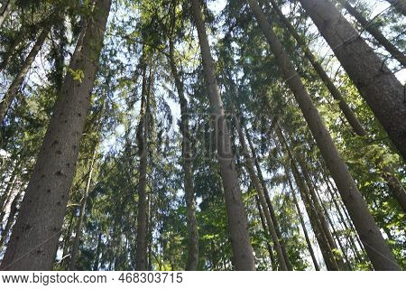 Forest Dieback Due To Climate Change, Drought And Storms And Deforestation As A Raw Material