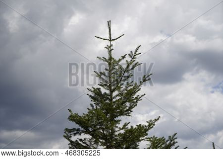 Forest Dieback Due To Climate Change, Drought And Storms And Deforestation As A Raw Material