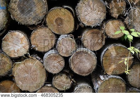 Forest Dieback Due To Climate Change, Drought And Storms And Deforestation As A Raw Material