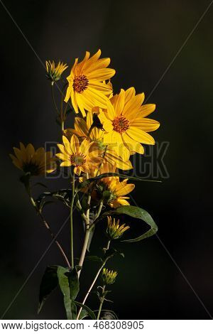 A Sunflower's Yellow Petals Are All That Glow In The Morning Sun.