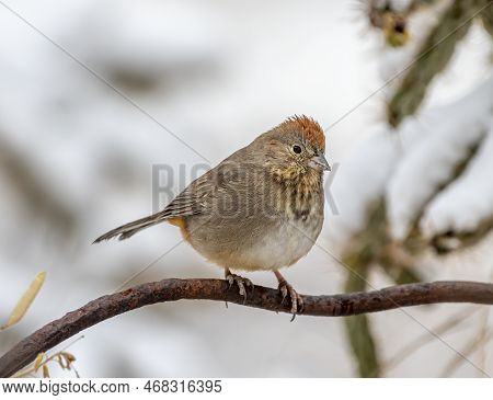 Perched Canyon Towhee With Snow Covered Background In A Colorado Canyon.