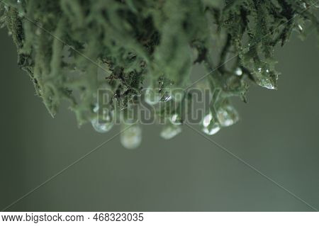 Close Up Of Raindrops On Green Lichen