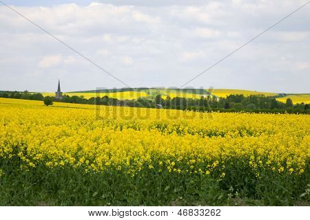 Sárga repce, Wiltshire területei