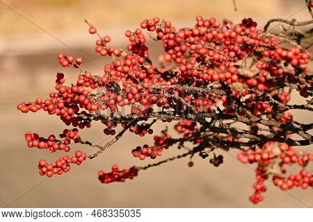 Japanese Winterberry ( Ilex Serrata ) Berries. Aquifoliaceae Deciduous Shrub. Pale Purple Flowers Bl
