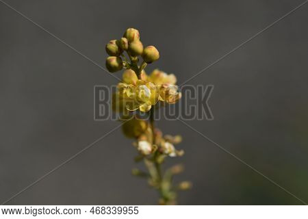 Chinese Mahonia ( Berberis Fortunei ) Flowers. Berberidaceae Evergreen Shrub. Yellow Flowers Bloom I
