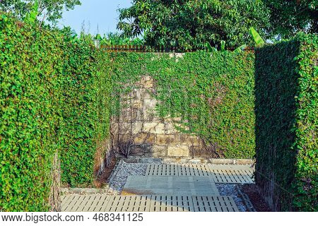 Climbing Fig Or Creeping Fig (ficus Pumila) The Ivy Plants Are Creeping Up On Concrete Wall In Garde