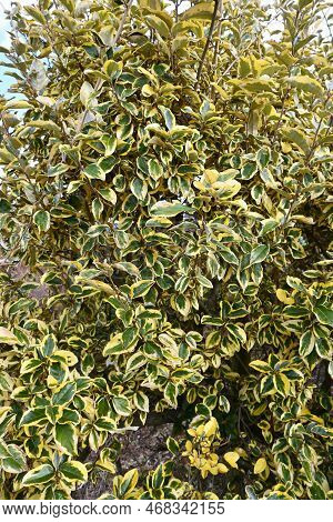 Elaeagnus Pungens 'gilt Edge'. Native To Japan Elaeagnaceae Evergreen Shrub.