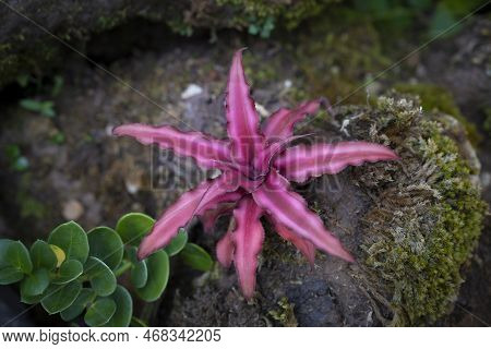Close-up Of Pink Cryptanthus, Earth Star, Bromeliad, And Small Ornamental Plants Used For Garden Dec