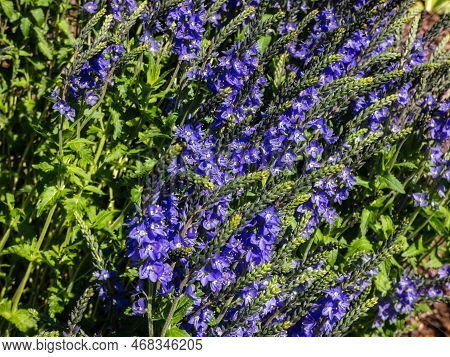 Speedwell (veronica Teucrium) 'true Blue' Forming A Dense Spherical Bush And Flowering With Spikes O