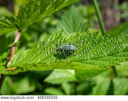 Close-up Shot Of The Short-nosed Weevil Or The Nettle Weevil (phyllobius Pomaceus) With Bright Metal
