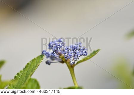 Creeping Blue Blossom Flowers In The Summer