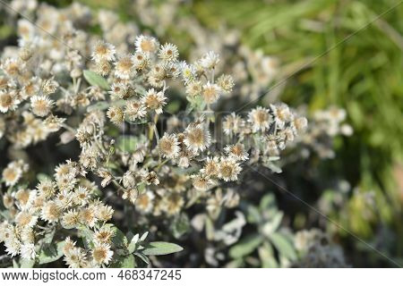 Everlasting Summer Snow Dry Flowers And Seed Heads