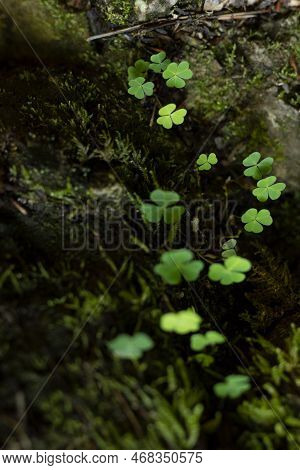 Gentle Tiny Clover Leaves On Dark Ground And Juicy Green Moss In Wet Forest, Closeup, Blur, Macro, V