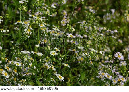 Erigeron Annuus Known As Annual Fleabane, Daisy Fleabane, Or Eastern Daisy Fleabane.