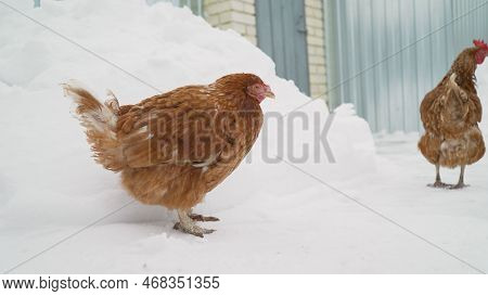 Rural Poultry Farm With Many Chickens Walking Outdoors On A Winter Day. Beautiful Laying Hens In The