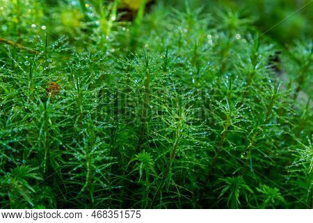 Detail Of The Moss Polytrichum Commune, Also Known As Plonik, Natural Background, Top View, Close-up