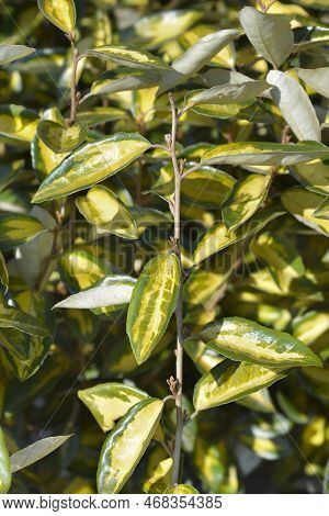 Oleaster Limelight Yellow And Green Leaves In The Spring