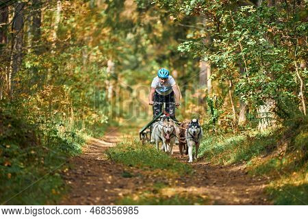 Svetly, Kaliningrad Oblast, Russia - October 2, 2021 - Carting Dog Sports, Active Siberian Husky Dog