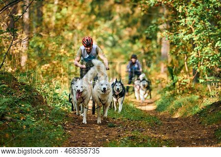 Svetly, Kaliningrad Oblast, Russia - October 2, 2021 - Carting Dog Sports, Active Siberian Husky Dog