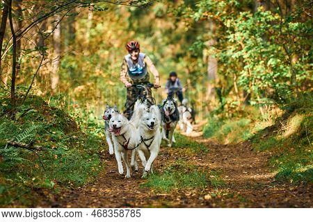 Svetly, Kaliningrad Oblast, Russia - October 2, 2021 - Carting Dog Sports, Active Siberian Husky Dog
