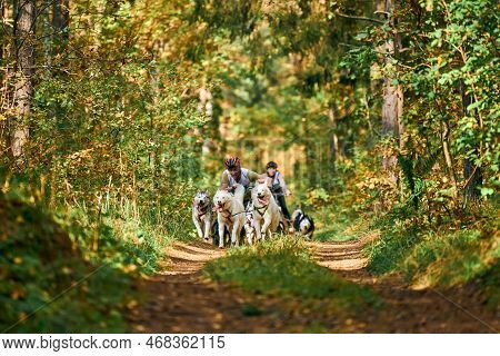 Svetly, Kaliningrad Oblast, Russia - October 2, 2021 - Carting Dog Sports, Active Siberian Husky Dog