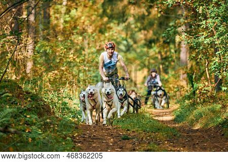 Svetly, Kaliningrad Oblast, Russia - October 2, 2021 - Carting Dog Sports, Energetic Siberian Husky 
