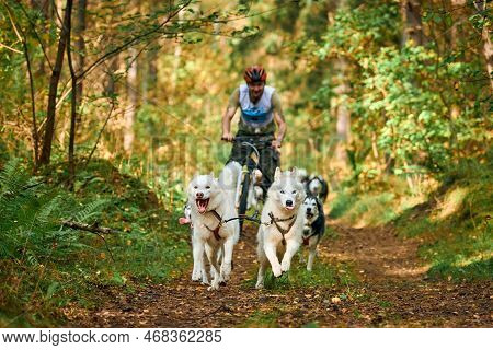 Svetly, Kaliningrad Oblast, Russia - October 2, 2021 - Carting Dog Sports, Active Siberian Husky Dog