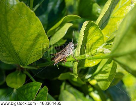 The Brown Locust, Sitting On The Stem Surrounded With Green Leaves Under The Sunlight