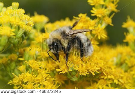 Natural Closeup On A Fluffy Haired White-tailed Bumblebee , Bombus Lucorum On Yellow Solidago Flower