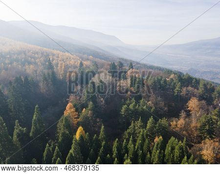 Aerial View Of Old Sequoia Forest Near Village Of Bogoslov, Bulgaria