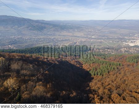 Aerial View Of Old Sequoia Forest Near Village Of Bogoslov, Bulgaria