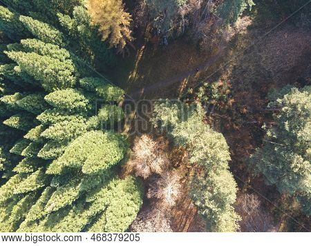 Aerial View Of Old Sequoia Forest Near Village Of Bogoslov, Bulgaria