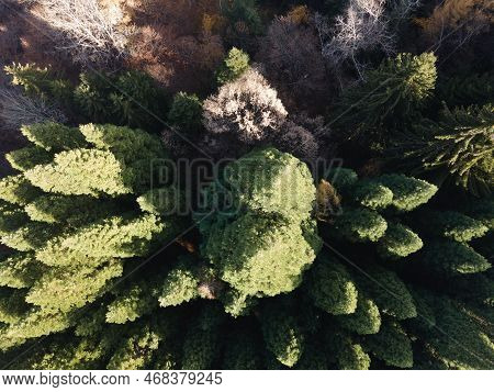 Aerial View Of Old Sequoia Forest Near Village Of Bogoslov, Bulgaria
