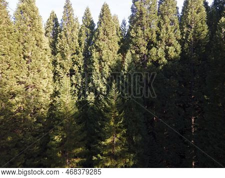 Aerial View Of Old Sequoia Forest Near Village Of Bogoslov, Bulgaria