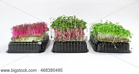 Three Containers Of Grown Microgreen Shoots. Arugula And Radish Coral Green Sprouts And Red Amaranth