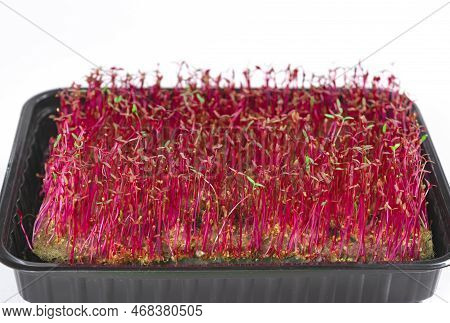One Container With Red Shoots Microgreen Of Amaranth Grown On A Linen Mat For Eating. White Backgrou